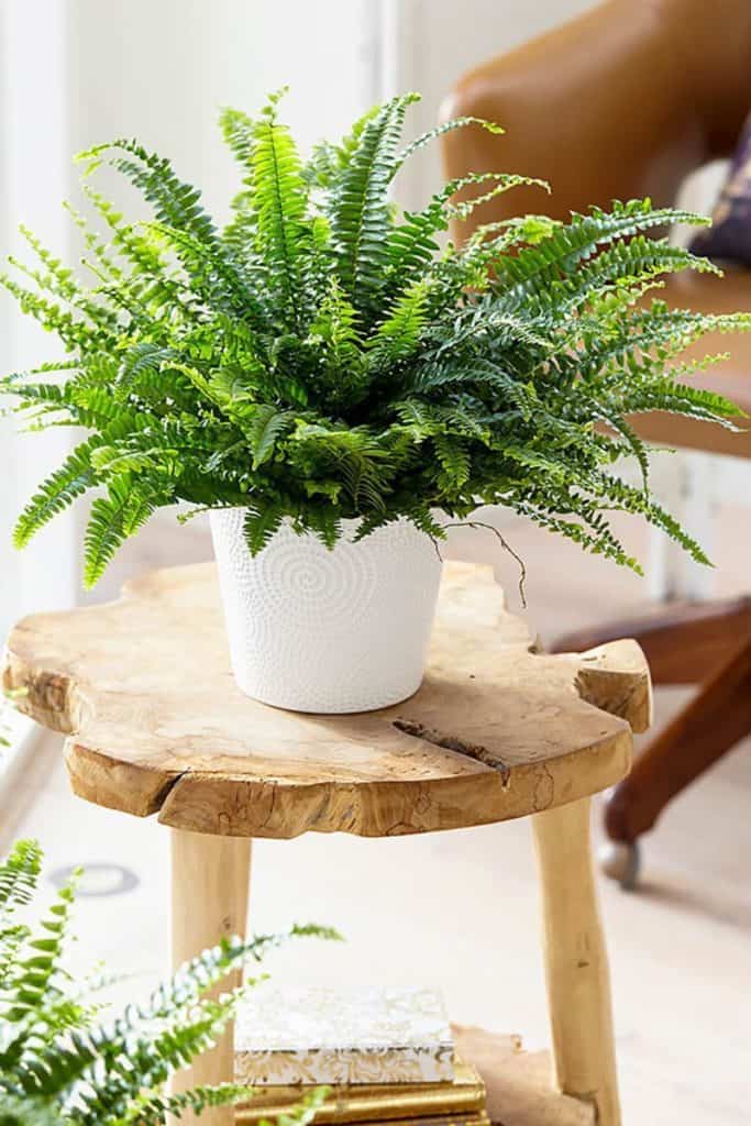 11 Best Air Purifying Indoor Plants That Grow In Low Light - Making ...