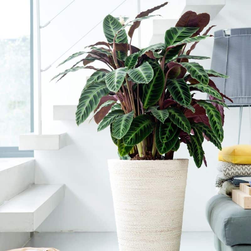 11 Best Air Purifying Indoor Plants That Grow In Low Light Making Home Pretty