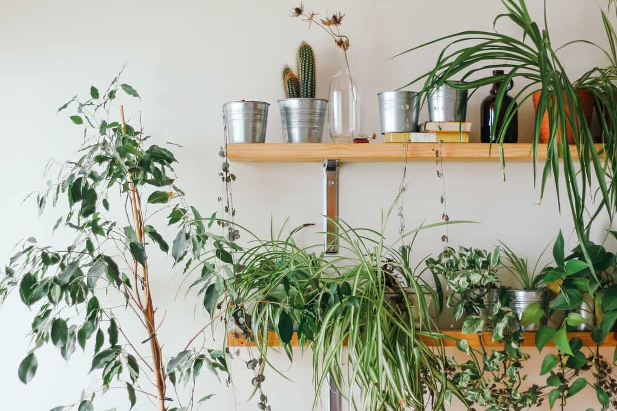 11 Best Air Purifying Indoor Plants That Grow In Low Light - Making ...