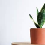 11 Best Air Purifying Indoor Plants That Grow In Low Light
