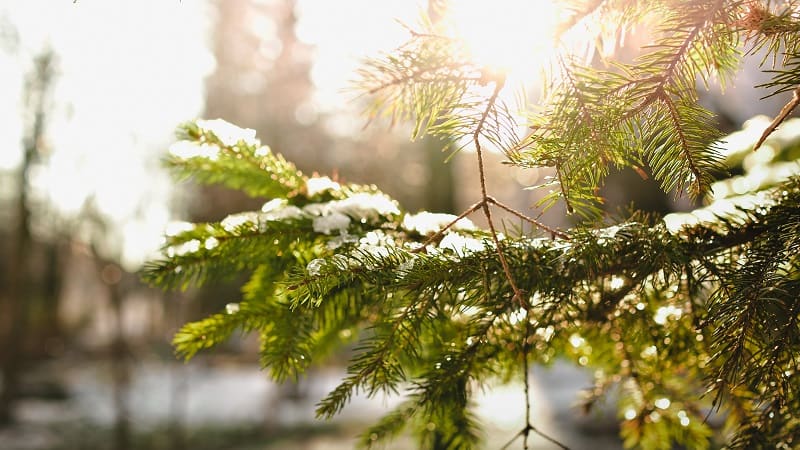 Celebrate a hygge Christmas by spending more time outdoors and enjoying the beauty of nature around you. 